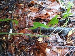 Dioscorea brachybotrya