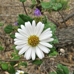 Olearia tomentosa