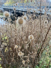 Dipsacus strigosus