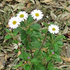 Olearia tomentosa