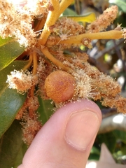 Dryocosmus castanopsidis