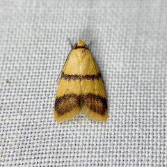 Heteroteucha translatella