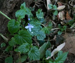 Lobelia trigonocaulis