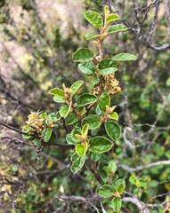 Pomaderris paniculosa