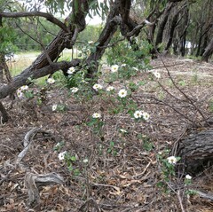 Olearia tomentosa