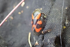 Cercopis vulnerata