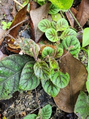 Gloxinia erinoides