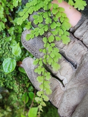 Adiantum concinnum