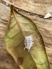 Cryptolaemus