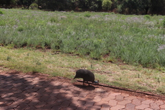 Numida meleagris coronatus