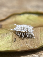 Cryptolaemus