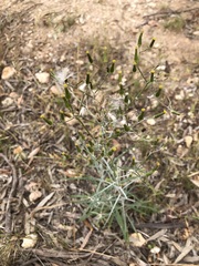 Senecio quadridentatus