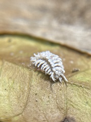 Cryptolaemus