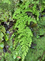 Adiantum concinnum