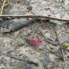 Drosera pygmaea
