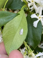 Cryptolaemus