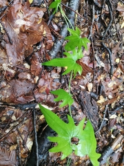 Dioscorea brachybotrya