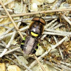 Odontomyia hunteri