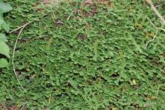 Selaginella helvetica