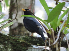 Turdus flavipes