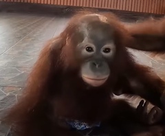 Pongo