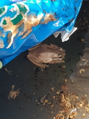 Litoria quiritatus
