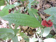 Miconia pectinata
