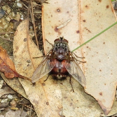 Rutilia