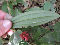 Miconia pectinata
