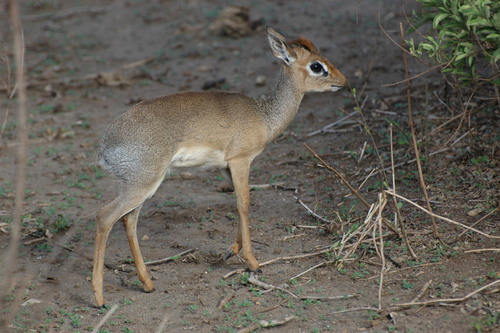 Cavendish's Dik-Dik (Madoqua cavendishi) — Data Deficient Mammalia