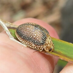 Paropsis omphale