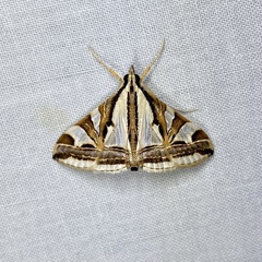 Agrioglypta excelsalis