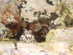 Lipophrys trigloides