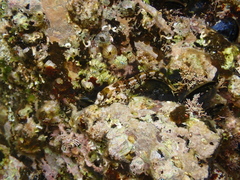 Lipophrys trigloides