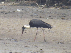 Ciconia episcopus