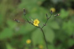 Lactuca raddeana