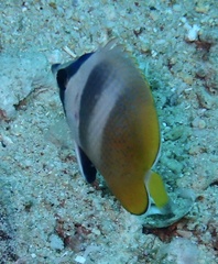 Chaetodon kleinii