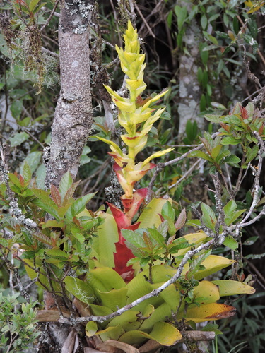 Image of Vriesea Reitzii (Vriesea reitzii) by (c) Fabrício Mil Homens Riella, some rights reserved (CC BY)