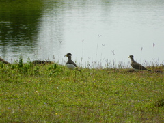 Vanellus malabaricus