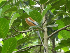 Dendrocitta vagabunda