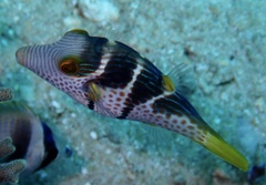 Canthigaster valentini