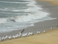 Chroicocephalus brunnicephalus