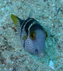 Canthigaster valentini