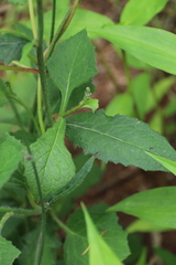 Lactuca raddeana