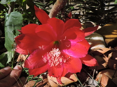 Disocactus