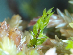 Pohlia sphagnicola