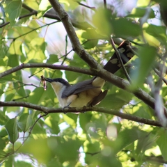 Coccyzus melacoryphus