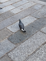 Columba livia domestica