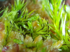 Pohlia sphagnicola