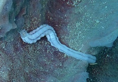 Synaptula